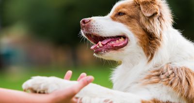 Simplyhealth announces sale of pet health division